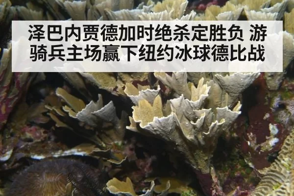 泽巴内贾德加时绝杀定胜负 游骑兵主场赢下纽约冰球德比战